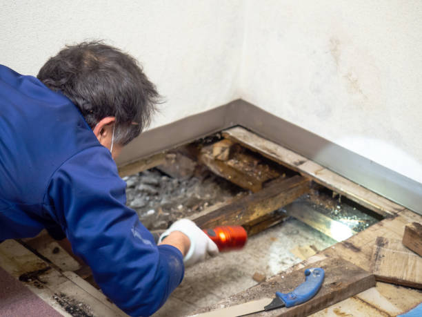 Best Affordable Mold Removal  in Hudson, CO