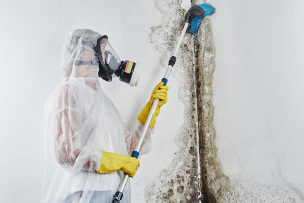 Trusted Hudson, CO Mold Removal Experts