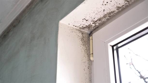 Best Mold Inspection  in Hudson, CO