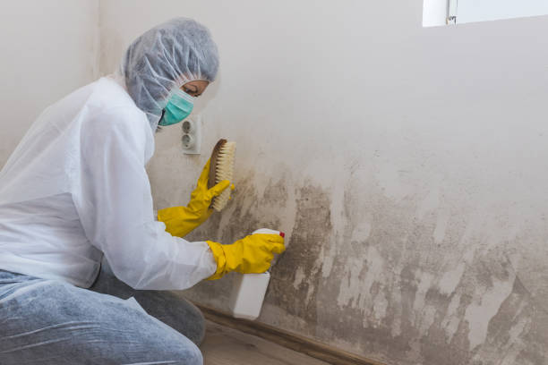 Best Local Mold Removal Service  in Hudson, CO