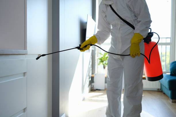 Best Same-Day Mold Removal  in Hudson, CO