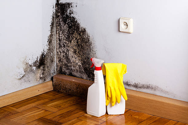 Best Commercial Mold Removal  in Hudson, CO