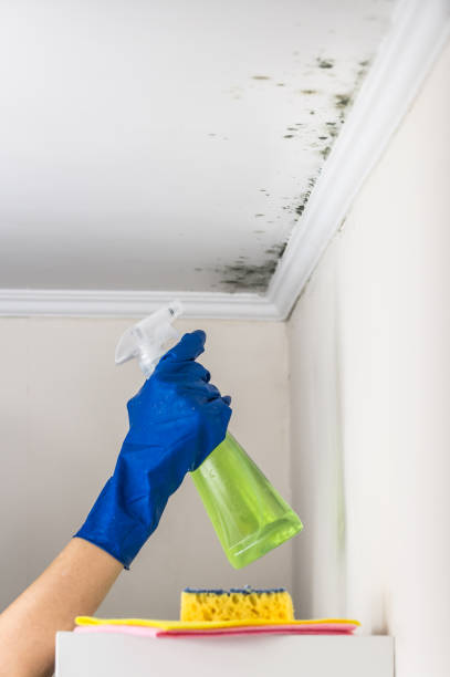 Home Mold Removal in Hudson, CO